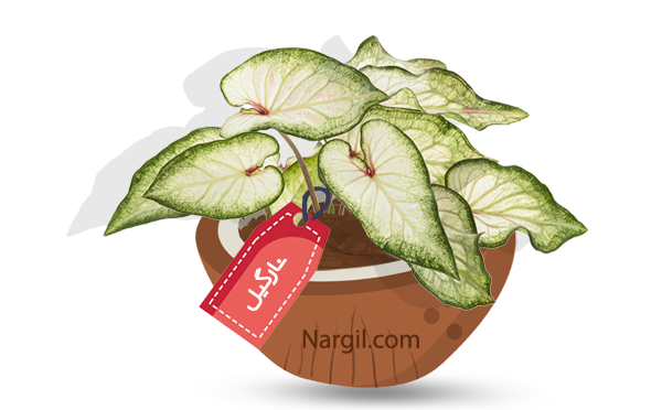 Nargil_Caladium bicolor